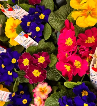 💙 FA-Landesobmann Manfred Mischelin und der Vorstand der Freiheitlichen Arbeitnehmer wünscht allen einen schönen Valentinstag 💙